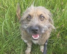 TRISCHA, Hund, Mischlingshund in Maßbach