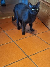 MUFFIN, Katze, Europäisch Kurzhaar in Miesbach