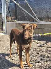 LOLO2, Hund, Mischlingshund in Spanien