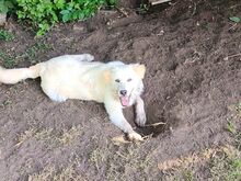 JAMY, Hund, Maremmano in Italien