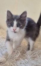 LEO, Katze, Hauskatze in Zypern