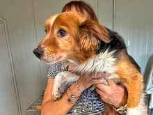 BRUNO, Hund, Mischlingshund in Dabel