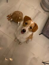 JERRY, Hund, Mischlingshund in Bulgarien