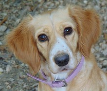 GINI, Hund, Mischlingshund in Griechenland
