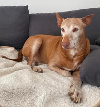 ZETA, Hund, Podenco-Mix in Hannover