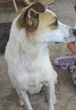 ELINA, Hund, Mischlingshund in Griechenland