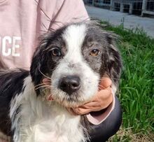SPIKE, Hund, Mischlingshund in Rumänien