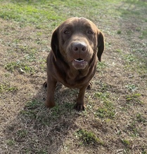 BIA, Hund, Labrador Retriever in Billerbeck