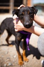 FREDDIE, Hund, Mischlingshund in Kroatien