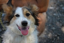 BABI, Hund, Mischlingshund in Ungarn