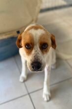 TAMINA, Hund, Mischlingshund in Griechenland
