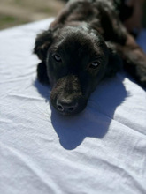 MARLON, Hund, Mischlingshund in Ungarn