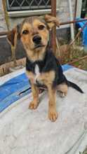 LENA, Hund, Mischlingshund in Italien