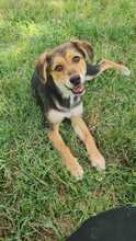 SIRIA, Hund, Mischlingshund in Herxheim
