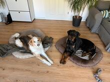 LAMBI, Hund, Dobermann in Hamburg