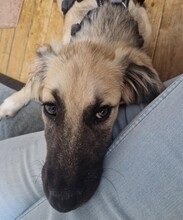 LUNA, Hund, Mischlingshund in Mannheim
