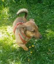 NANO, Hund, Mischlingshund in Boxberg