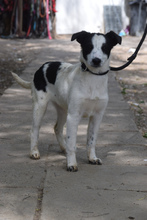 EMMA, Hund, Mischlingshund in Ungarn