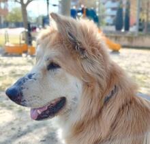 ANDOR, Hund, Mischlingshund in Spanien