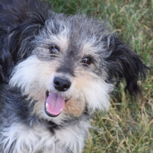 FINCHEN, Hund, Mischlingshund in Ungarn