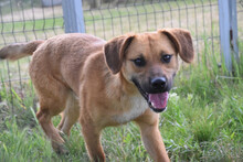 SCOOTER, Hund, Mischlingshund in Ungarn