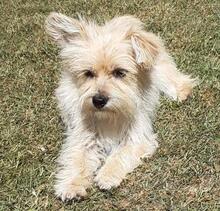 ROXY, Hund, Coton De Tulear / Lhasa Mix in Cuxhaven