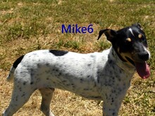 MIKE6, Hund, Ratonero Bodeguero Andaluz in Neustadt