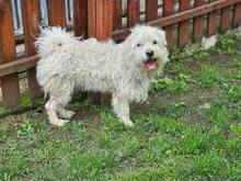 MRBEAN, Hund, Mischlingshund in Nürnberg