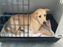 FRIDOLIN, Hund, Mischlingshund in Ungarn