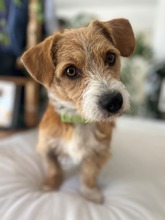 MANOLITO, Hund, Mischlingshund in Hamburg