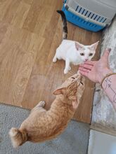 ISIDRO, Katze, Europäisch Kurzhaar in Titz