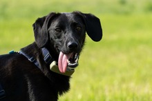 SALLY, Hund, Mischlingshund in Dresden