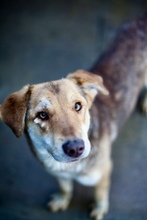 CHLEO, Hund, Mischlingshund in Rumänien