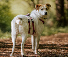 SEMMERL, Hund, Mischlingshund in Bremen