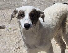 HARIETA, Hund, Mischlingshund in Bulgarien