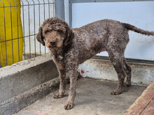 TIFANI, Hund, Lagotto Romagnolo in Hohenfurch