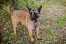 SHERRY, Hund, Malinois-Mix in Kroatien
