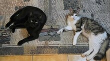 JET, Katze, Europäisch Kurzhaar in Rumänien