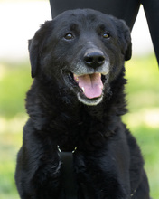 NEVIN, Hund, Mischlingshund in Kroatien