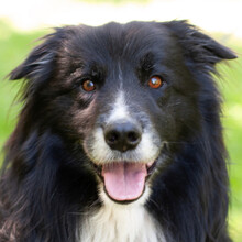 ALAIN DELON, Hund, Border Collie in Lauf