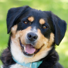 CELLON, Hund, Berner Sennenhund-Mix in Lauf