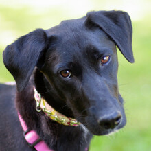LOTTINA, Hund, Mischlingshund in Lauf