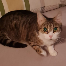 SISSY, Katze, Europäisch Kurzhaar in Lauf