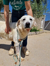 PATO, Hund, Maremmano-Mix in Italien