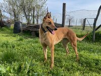 CALLOU, Hund, Galgo Español-Mix in Deggenhausertal