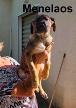 MENELAOS, Hund, Mischlingshund in Griechenland