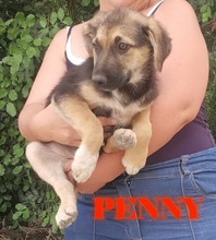 PENNY, Hund, Mischlingshund in Griechenland