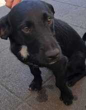BALOO, Hund, Beagle-Mix in Einhausen