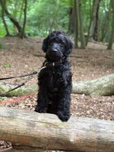 GOOFY, Hund, Perro de Agua Español-Mix in Hamburg