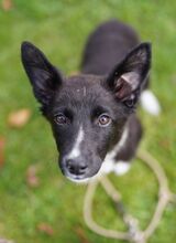 EMILIA, Hund, Mischlingshund in Bremen
